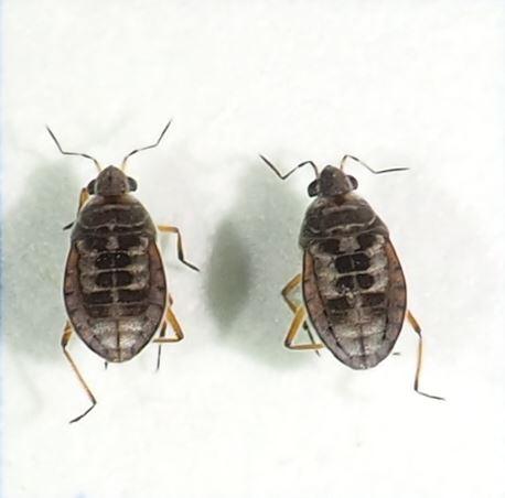 Réf. 278 509 : Microvelia pulchella